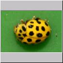 Thea vigintiduopunctata - Zweiundzwanzigpunkt 02.jpg